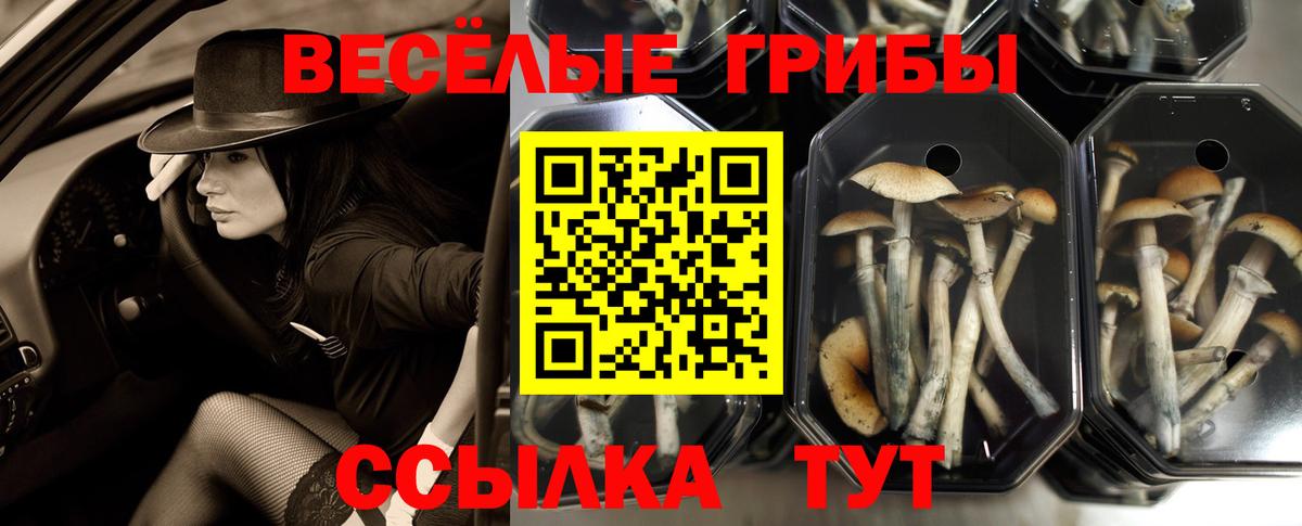 Псилоцибиновые грибы Psilocybine cubensis Борзя